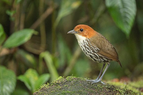 Chestnut-crowned Anpitta