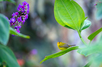 Wilson's Warbler