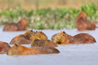 Capybara