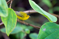 Wilson's Warbler