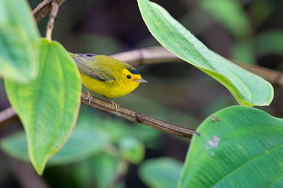 Wilson's Warbler