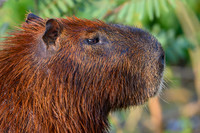 Capybara