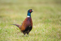 Pheasant / Bażant