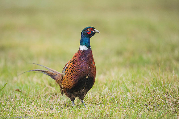 Pheasant / Bażant