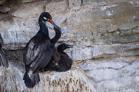 Rock shag