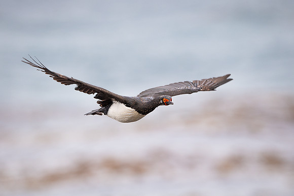 Rock shag
