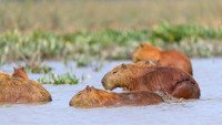 Capybara