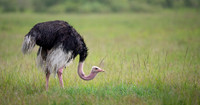 Ostrich