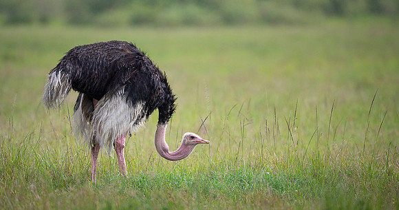 Ostrich