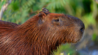 Capybara