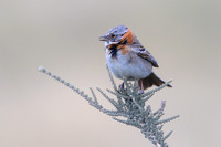 Rufous Collared Sparrow