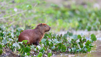Capybara