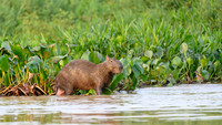 Capybara