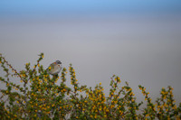Rufous Collared Sparrow