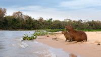 Capybara