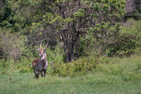 Waterbuck