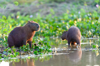 Capybara
