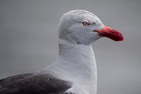 Dolphin gull