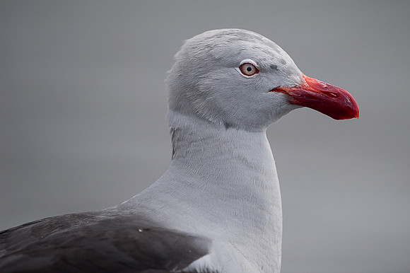 Dolphin gull