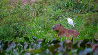 Capybara