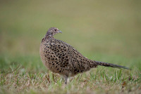 Pheasant / Bażant