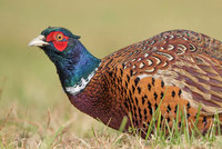 Pheasant / Bażant