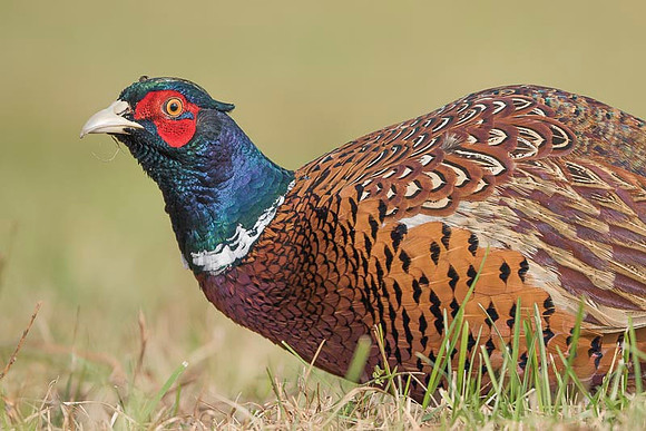 Pheasant / Bażant