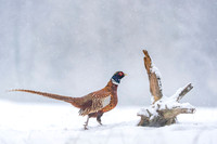 Pheasant / Bażant