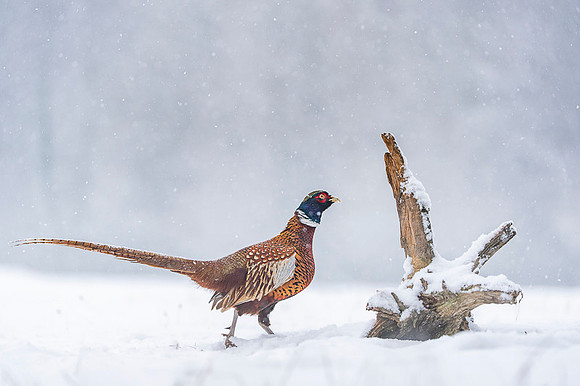 Pheasant / Bażant