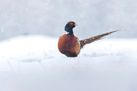 Pheasant / Bażant