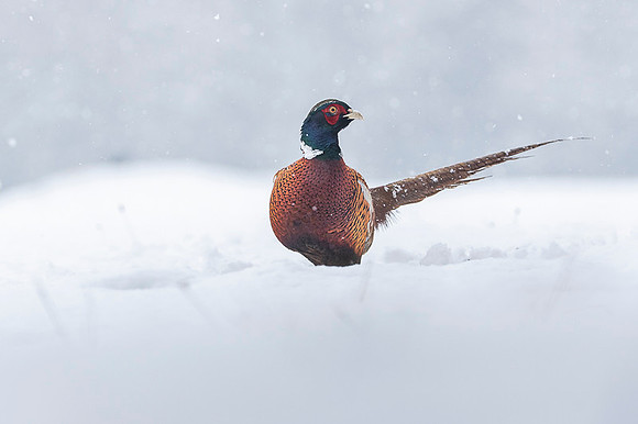 Pheasant / Bażant