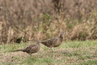 Pheasant / Bażant