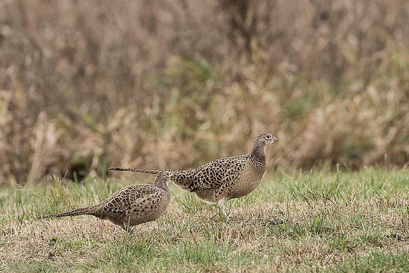 Pheasant / Bażant