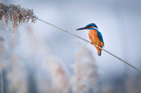 Kingfisher / Zimorodek