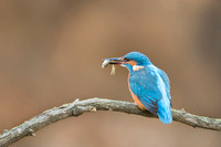 Kingfisher / Zimorodek