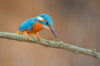 Kingfisher / Zimorodek