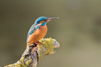 Kingfisher / Zimorodek