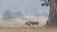 Spotted deer