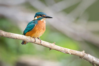 Kingfisher / Zimorodek