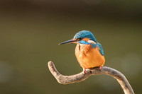 Kingfisher / Zimorodek