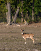 Spotted deer
