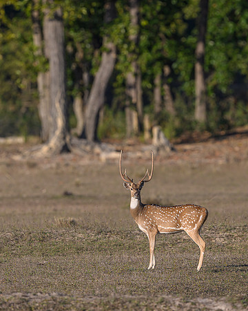 Spotted deer