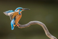 Kingfisher / Zimorodek