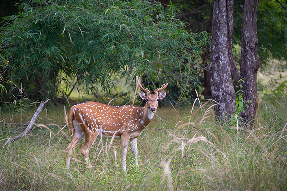 Spotted deer