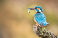 Kingfisher / Zimorodek