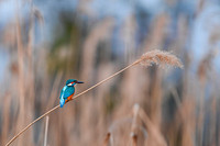 Kingfisher / Zimorodek