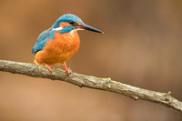 Kingfisher / Zimorodek