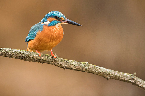 Kingfisher / Zimorodek