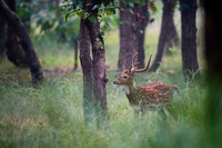 Spotted deer