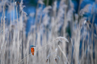 Kingfisher / Zimorodek